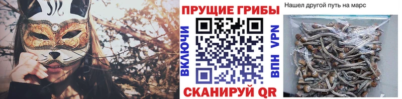 Псилоцибиновые грибы прущие грибы Новомосковск